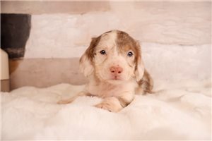 Lucky - puppy for sale