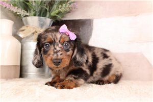 Rama - puppy for sale