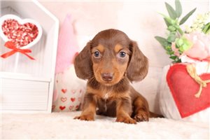 Oliver - Dachshund, Mini for sale