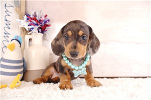 Paisley - puppy for sale