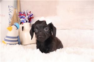 Zelda - puppy for sale