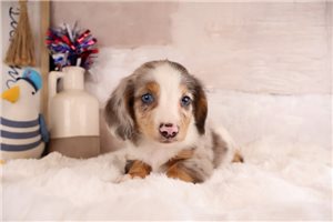 Vaughn - Dachshund, Mini for sale