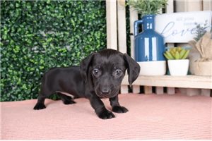 Diego - puppy for sale