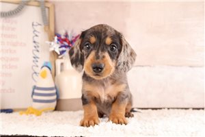 Papa - puppy for sale
