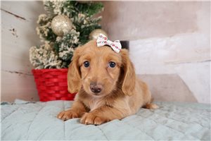 Demeter - Dachshund, Mini for sale