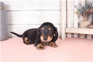 Watson - puppy for sale
