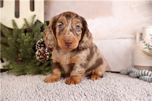Cecil - Dachshund, Mini for sale