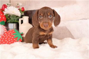 Lawrence - puppy for sale