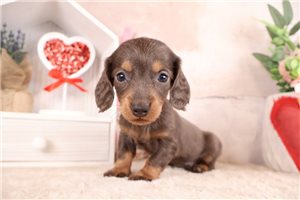 Olin - Dachshund, Mini for sale