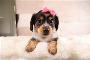 Tabitha - Mini Dachshund for sale