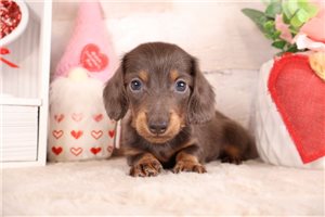 Oakley - Dachshund, Mini for sale