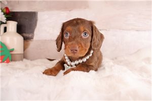 Caroline - puppy for sale