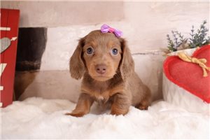 Zuri - Dachshund, Mini for sale