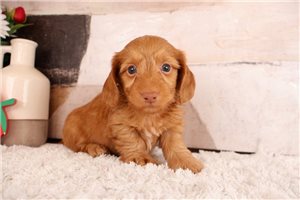 Oakland - puppy for sale