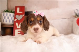 Zola - Dachshund, Mini for sale