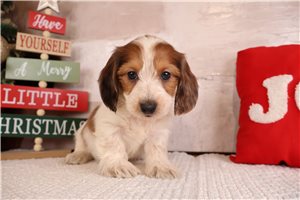 Hendrix - Dachshund, Mini for sale