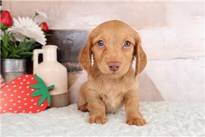 Nuroo - puppy for sale