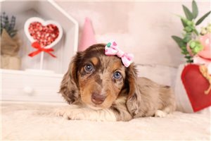 Rachel - Dachshund, Mini for sale