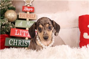 Hope - Dachshund, Mini for sale