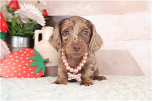 Nala - puppy for sale