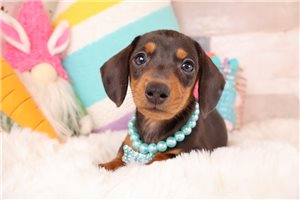 Daphne - puppy for sale