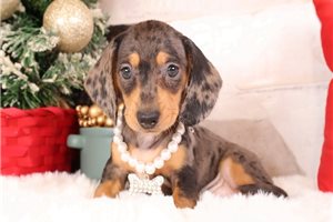Florence - Dachshund, Mini for sale