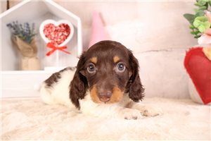 Racer - Dachshund, Mini for sale