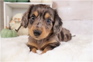 Bailey - Dachshund, Mini for sale
