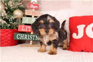 Harrison - Dachshund, Mini for sale