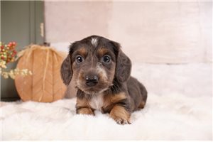 Tadeo - puppy for sale