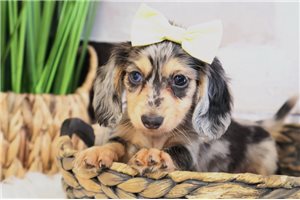 Naomi - puppy for sale