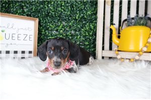 Cupcake - puppy for sale