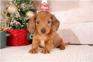 Hector - Dachshund, Mini for sale