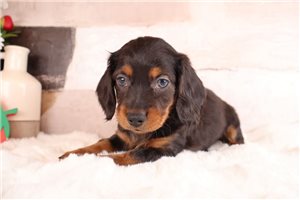 Cecil - puppy for sale