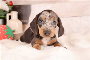 Lance - Dachshund, Mini for sale