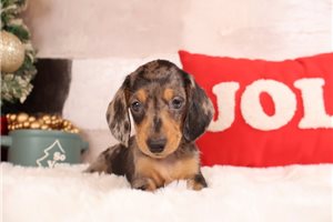 Fernando - Dachshund, Mini for sale
