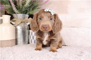 Quartney - Dachshund, Mini for sale