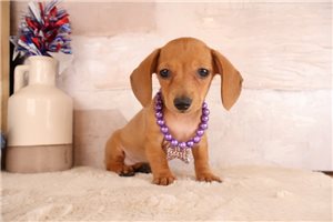 Fallon - Dachshund, Mini for sale