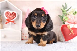 Quartney - Dachshund, Mini for sale