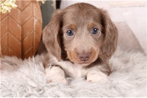 Tybalt - puppy for sale