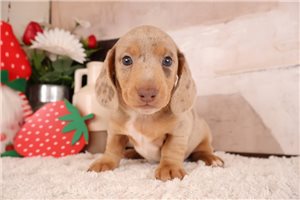 Orion - Tweenie Dachshund for sale