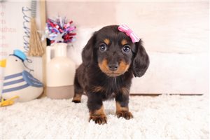 Samantha - Dachshund, Mini for sale