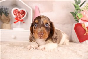 Radar - Dachshund, Mini for sale