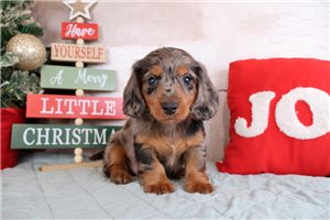 Bogart - Dachshund, Mini for sale