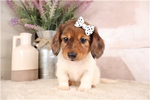 Kenzie - Dachshund, Mini for sale