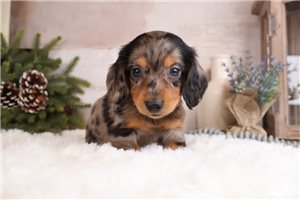 Isaiah - Dachshund, Mini for sale