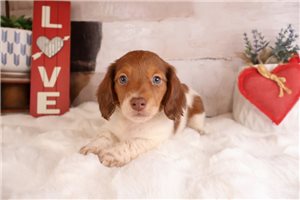 Zane - Dachshund, Mini for sale