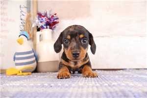 Thatcher - puppy for sale
