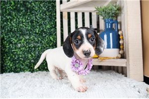 Ramona - puppy for sale