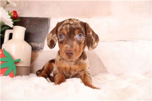 Caspien - puppy for sale